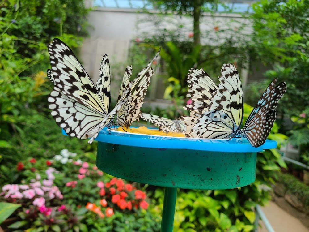 🦋 이시카와현 만남의 곤충관(이시카와켄 후레아이 콘추칸) 이미지 5